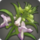 64px-Bitter Foxglove Icon.png