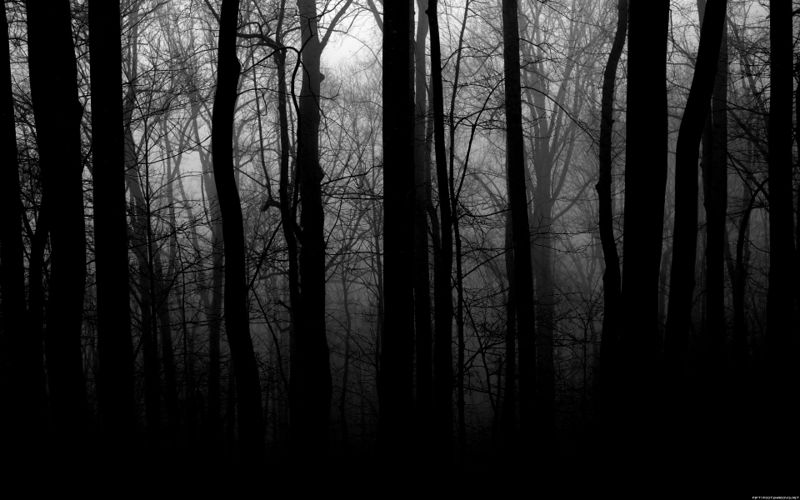 Forests-grayscale-trees.jpg