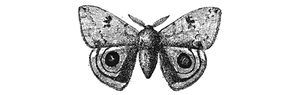 Dee-moth-divider.jpg