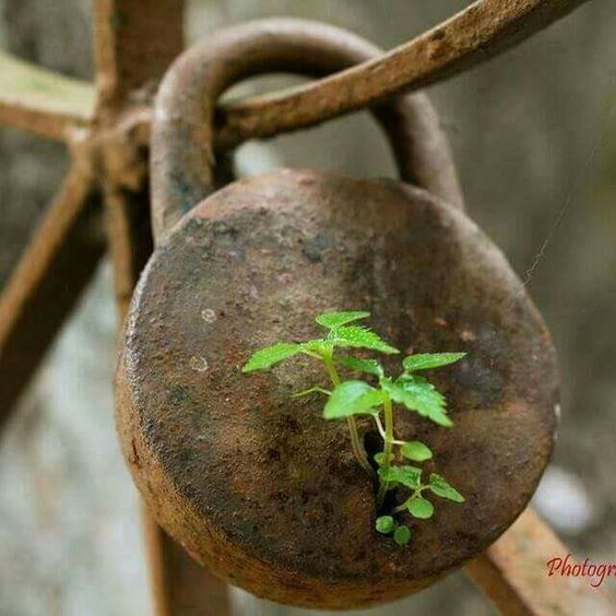 File:Plant Lock.jpg