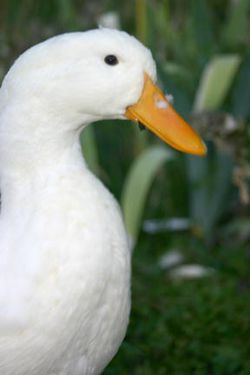 Ducky361.jpg